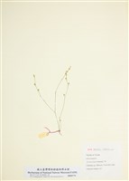 藏品(岩生亞麻)的圖片